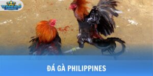 Đá Gà Philippines - Khám Phá Sân Chơi Đầy Kịch Tính Tại VN666 5 da da philipines