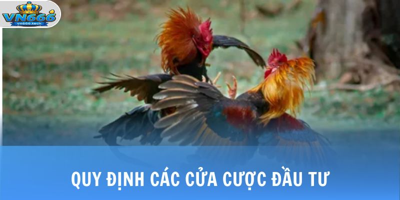 Đá Gà Philippines - Khám Phá Sân Chơi Đầy Kịch Tính Tại VN666 3 Quy định các cửa cược đầu tư