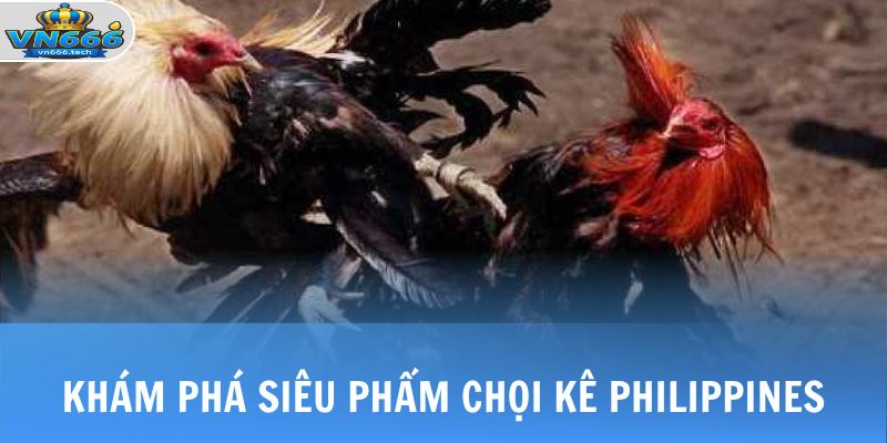Đá Gà Philippines - Khám Phá Sân Chơi Đầy Kịch Tính Tại VN666 2 Khám phá siêu phẩm đá gà Philippines