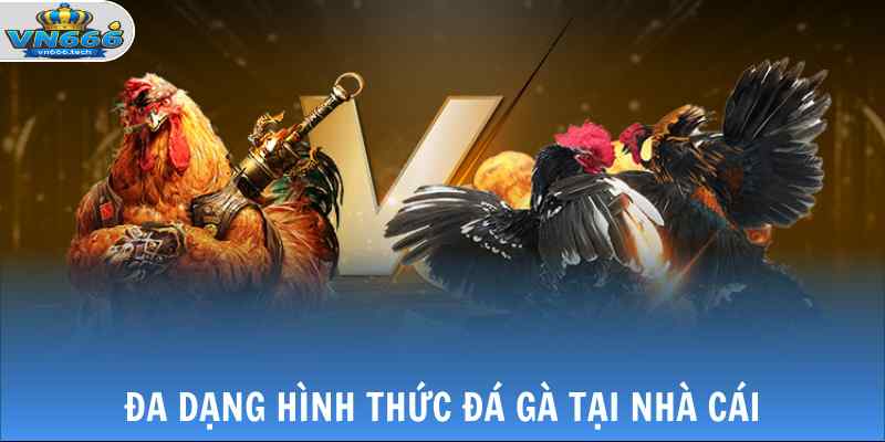 Đá Gà VN666 2 Đa dạng hình thức đá gà tại nhà cái