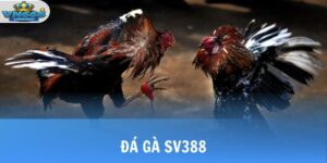 Đá Gà SV388 - Sảnh Cược Cung Cấp Link Full HD 24/7 4 da ga sv388