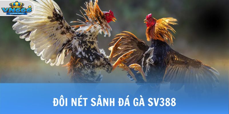 Đá Gà SV388 - Sảnh Cược Cung Cấp Link Full HD 24/7 2 Đôi nét sảnh đá gà SV388