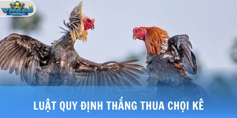 Đá Gà SV388 - Sảnh Cược Cung Cấp Link Full HD 24/7 3 Luật quy định thắng thua chọi kê