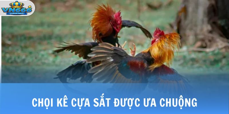 Chọi kê cựa sắt được ưa chuộng