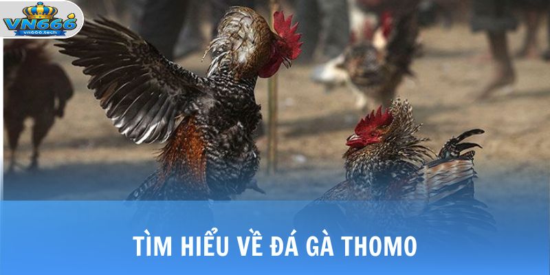 Tìm hiểu về đá gà Thomo