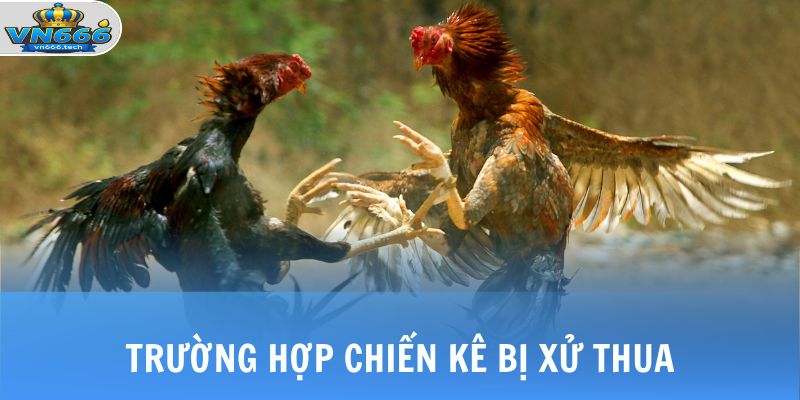 Trường hợp chiến kê bị xử thua