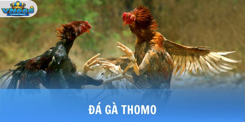 da ga thomo